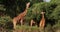 Reticulated Giraffe, giraffa camelopardalis reticulata, Group at Samburu park in Kenya,