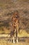 Reticulated Giraffe, giraffa camelopardalis reticulata, Mother licking Calf, Samburu park in Kenya