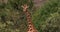 Reticulated Giraffe, giraffa camelopardalis reticulata, Samburu park in Kenya, R