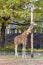 Reticulated giraffe (Giraffa reticulata) in the Berlin Zoo
