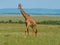 Reticulated giraffe in a Kenya