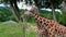 Reticulated giraffe (lat. Giraffa camelopardalis reticulata)
