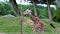 Reticulated giraffe (lat. Giraffa camelopardalis reticulata)