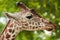 Reticulated giraffe portrait