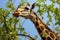 a reticulated giraffe reaching for leaves on a high tree branch