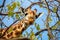 a reticulated giraffe reaching for leaves on a high tree branch