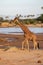 Reticulated giraffe at the river in Kenya, Africa
