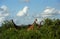 Reticulated giraffe, Samburu Game Reserve, Kenya