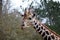 Reticulated giraffe smiling for the camera