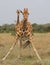 A reticulated giraffe stands legs akimbo to take a sip of water while another stands guard behind it in the wild, Kenya