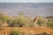 Reticulated giraffe stands on sunlit earth bank