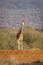 Reticulated giraffe stands on sunlit earth dam