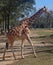 Reticulated Giraffe Walking
