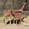 Reticulated giraffes