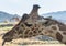 Reticulated Giraffes, the Living Desert