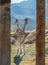 Reticulated Giraffes, the Living Desert