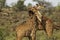 Reticulated giraffes necking, Samburu, Kenya