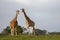 Reticulated giraffes in Ol Pejeta, Kenya, Africa