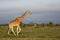 Reticulated giraffes in Ol Pejeta, Kenya, Africa