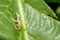 Reticulated Glass Frog - Costa Rica Wildlife