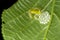 Reticulated Glass Frog Guarding the Eggs - Costa Rica Wildlife