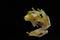 Reticulated Glass Frog - Hyalinobatrachium valerioi