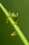 Reticulated Glass Frog - Hyalinobatrachium valerioi,