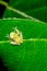 Reticulated Glass Frog on a Leaf