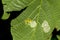 Reticulated Glass Frog - Male Guarding the Eggs - Costa Rica Wildlife