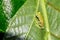 Reticulated Glass Frog at Night