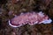 Reticulated Goniobranchus Goniobranchus reticulatus