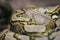 Reticulated python