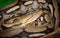 Reticulated python