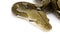 Reticulated Python