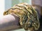 Reticulated python