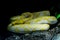 Reticulated Python Albino