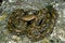 Reticulated Python, python reticulatus, Adult standing on Rock