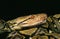 Reticulated Python, python reticulatus, Head of Adult, Close up