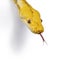 Reticulated python snake on white background