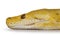 Reticulated python snake on white background