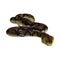 Reticulated Python on White