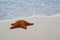 Reticulated Seastar (Starfish) on beach