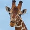 Reticulated or Somali Giraffe Head Portrait