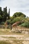 Reticulated Somali Giraffes Walking in Sigean Wildlife Safari Park on a Sunny Spring Day in France