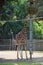 Reticulated Somali giraffes in the zoo