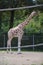 Reticulated Somali giraffes in the zoo