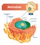 Reticulum labeled vector illustration scheme. Anatomical diagram with endoplasmic reticulum, cisternae, nucleus and ribosomes.