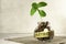 Retire. Glass jar with coins and a plant, on a table, on a gray background.