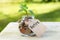 Retire. Glass jar with coins, on a wooden table, on a natural background.