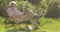 Retired elderly man and dog relaxing outdoors reading a book enjoying retirement